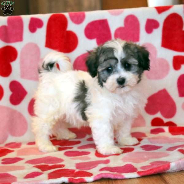 Anthony, Havachon Puppy