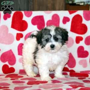 Anthony, Havachon Puppy