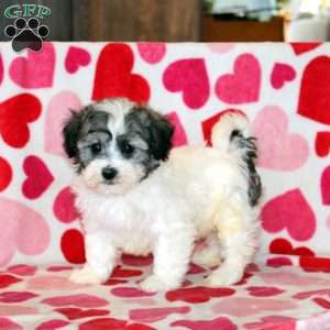 Anthony, Havachon Puppy