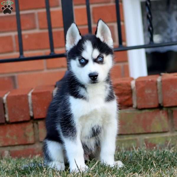 Apollo, Siberian Husky Puppy