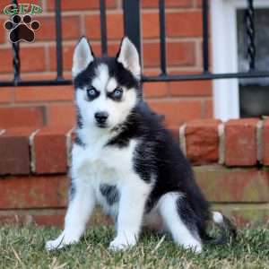 Apollo, Siberian Husky Puppy