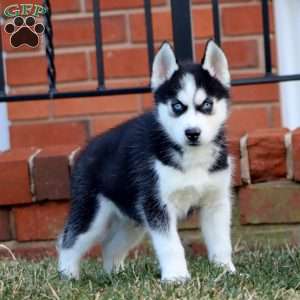 Apollo, Siberian Husky Puppy