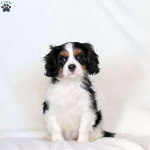 Archer, Cavalier King Charles Spaniel Puppy