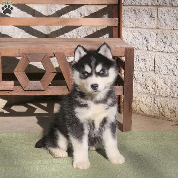 Archer, Siberian Husky Puppy
