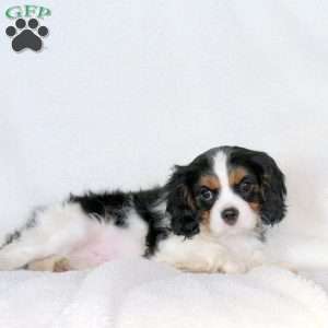 Archer, Cavalier King Charles Spaniel Puppy