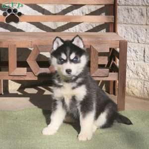 Archer, Siberian Husky Puppy