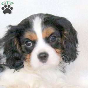 Archer, Cavalier King Charles Spaniel Puppy