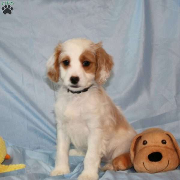 Archie, Cavapoo Puppy