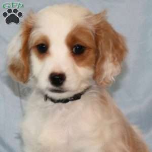 Archie, Cavapoo Puppy