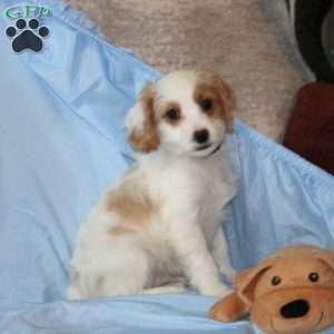 Archie, Cavapoo Puppy