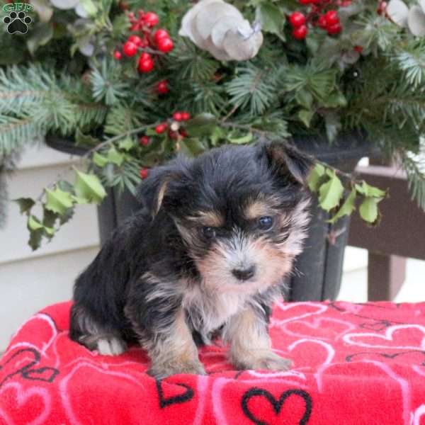 Aria, Yorkie Puppy