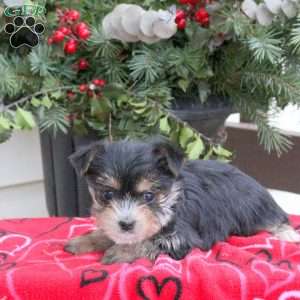 Aria, Yorkie Puppy