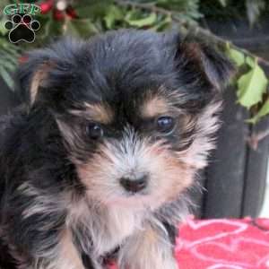 Aria, Yorkie Puppy