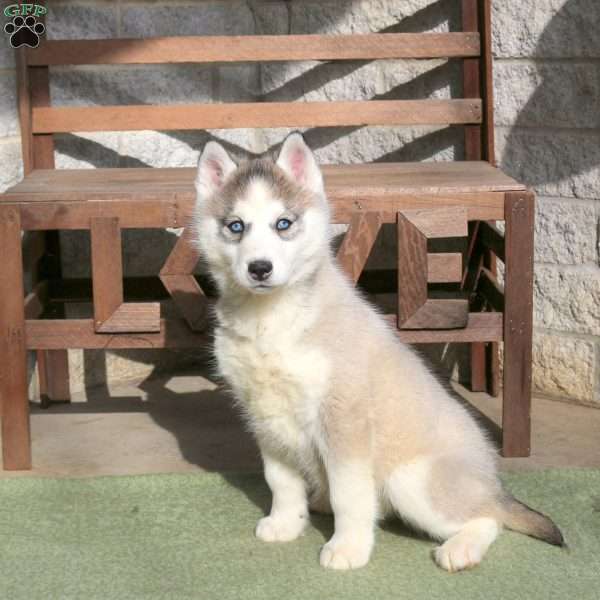 Ariel, Siberian Husky Puppy