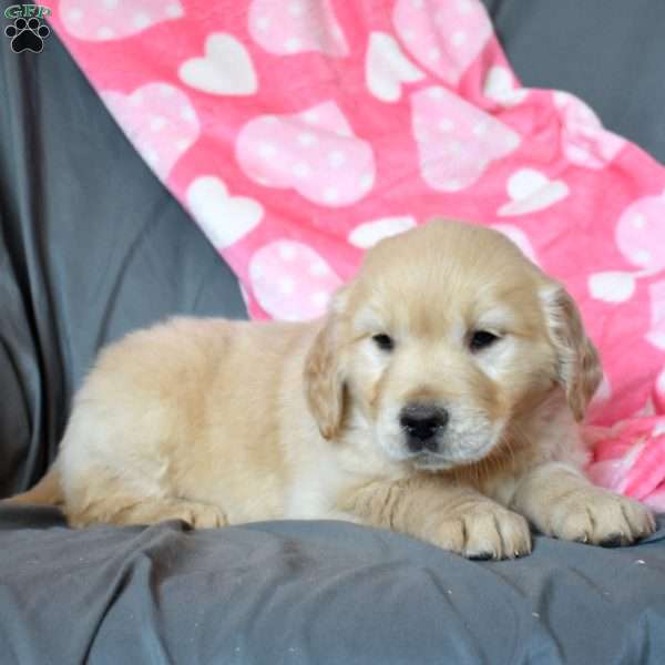 Ariel, Golden Retriever Puppy