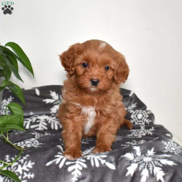 Ariel, Mini Goldendoodle Puppy