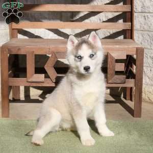 Ariel, Siberian Husky Puppy