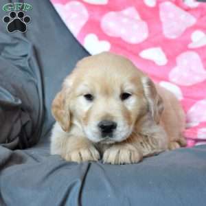 Ariel, Golden Retriever Puppy