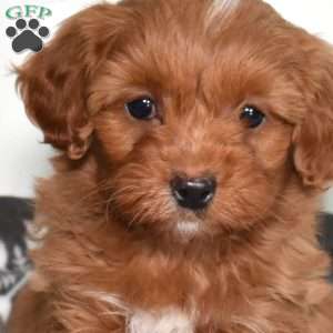 Ariel, Mini Goldendoodle Puppy