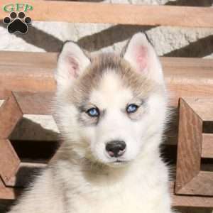 Ariel, Siberian Husky Puppy
