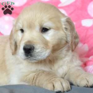 Ariel, Golden Retriever Puppy