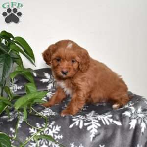 Ariel, Mini Goldendoodle Puppy