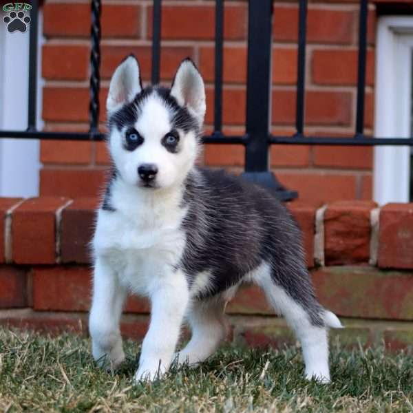 Arlo, Siberian Husky Puppy
