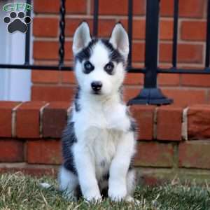 Arlo, Siberian Husky Puppy