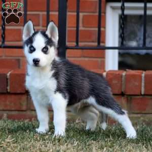 Arlo, Siberian Husky Puppy