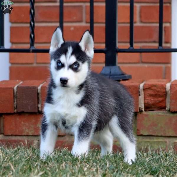 Arnie, Siberian Husky Puppy
