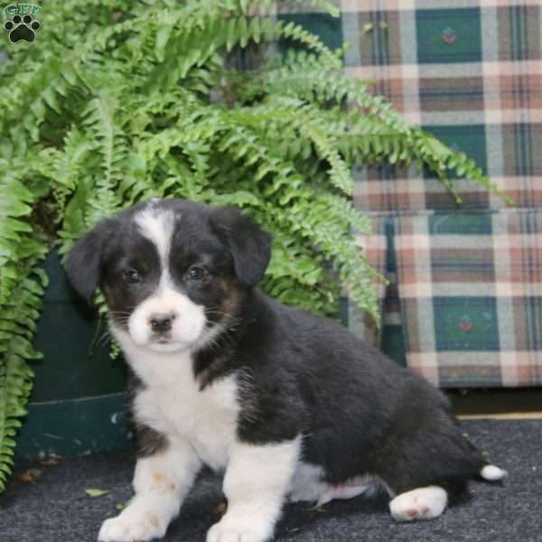Arnie, Welsh Corgi Mix Puppy