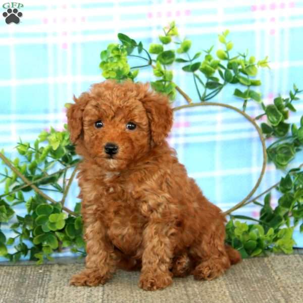 Arnie, Miniature Poodle Puppy