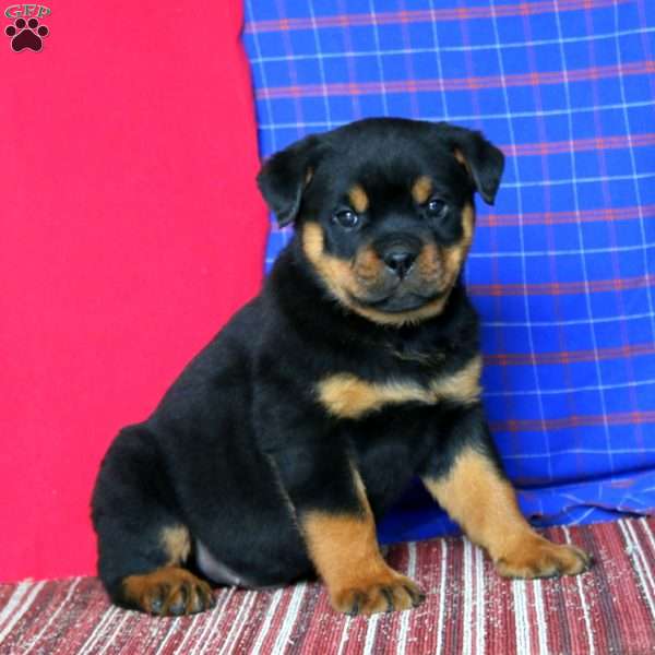 Arnie, Rottweiler Puppy