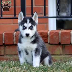Arnie, Siberian Husky Puppy