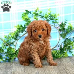 Arnie, Miniature Poodle Puppy