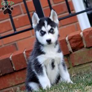 Arnie, Siberian Husky Puppy