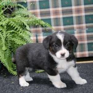 Arnie, Welsh Corgi Mix Puppy