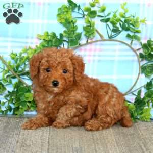 Arnie, Miniature Poodle Puppy