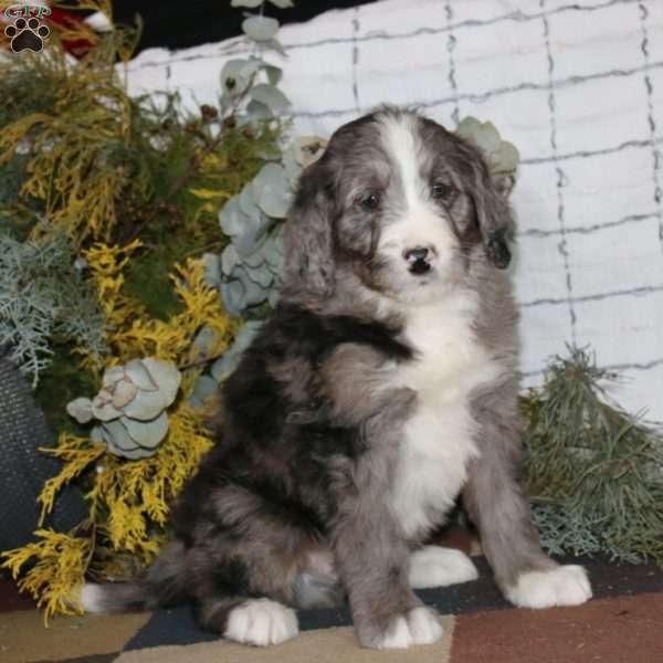 Arnold, Bernedoodle Puppy