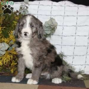Arnold, Bernedoodle Puppy