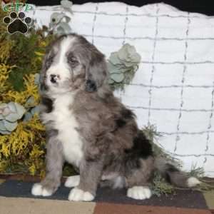 Arnold, Bernedoodle Puppy