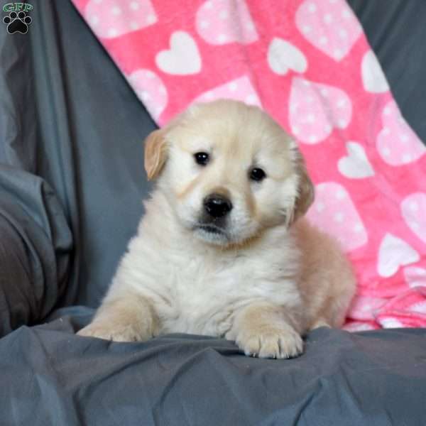 Arthur, Golden Retriever Puppy