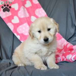 Arthur, Golden Retriever Puppy