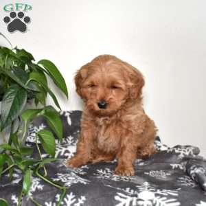 Arthur, Mini Goldendoodle Puppy