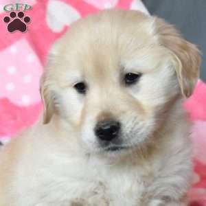 Arthur, Golden Retriever Puppy