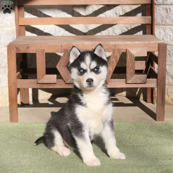 Arwin, Siberian Husky Puppy