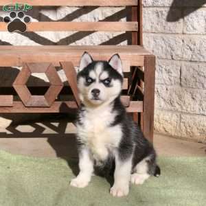 Arwin, Siberian Husky Puppy