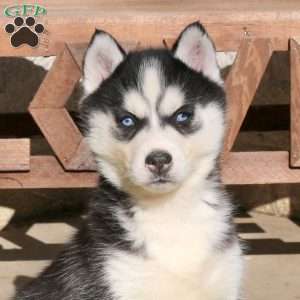 Arwin, Siberian Husky Puppy