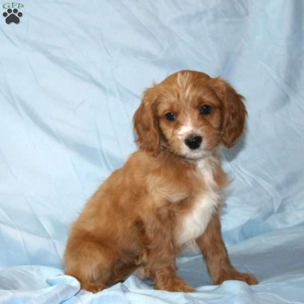 Asher, Cavapoo Puppy
