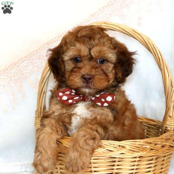 Asher, Shih-Poo Puppy